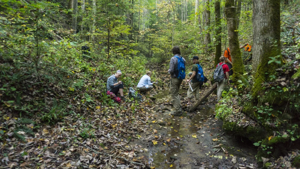 A group of people explore a forest stream surrounded by trees and fallen leaves, discovering the perfect place for learning in nature.