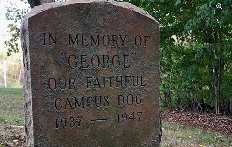 Gravestone for "George," a beacon of campus spirit and our faithful dog from 1937-1947, surrounded by trees—remembered even as new mascots like Blaze join our history.