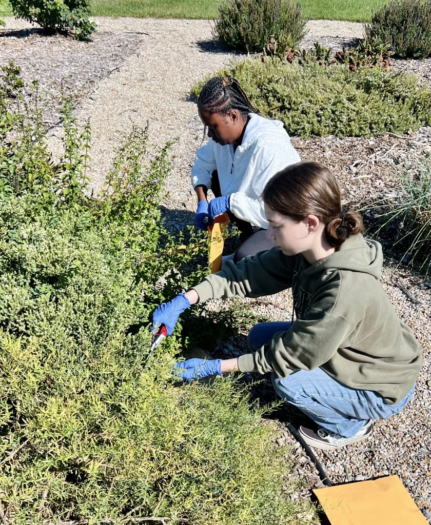 Two people wearing gloves are trimming plants in a garden on a sunny day, gaining valuable research experience similar to hands-on projects at Valparaiso University.