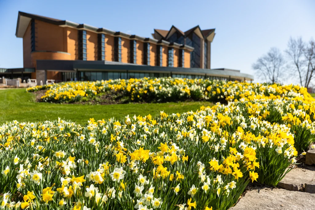 A modern building with large windows stands behind a sloping garden full of blooming yellow and white daffodils, blending contemporary design with the charm of a site rich in history.