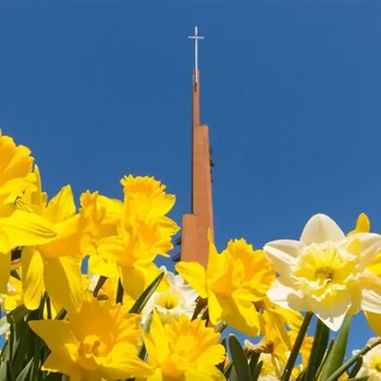 Yellow and white daffodils in front of a church steeple with a cross against a clear blue sky.