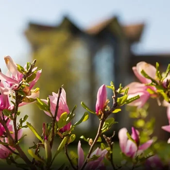 Pink flowers in sharp focus with a blurred building in the background on a sunny day.