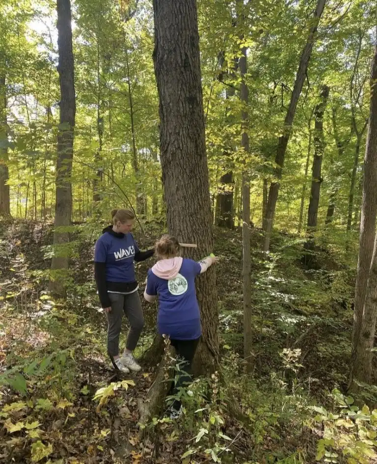 Two people in matching blue shirts measure the circumference of a tree in a sunlit forest as sunlight WAVES gently through the leaves.